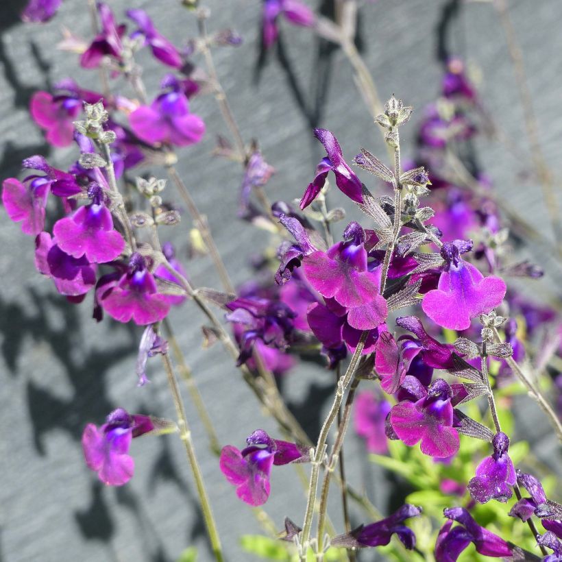 Salvia microphylla Nachtvlinder - Salvia arbustiva (Fioritura)