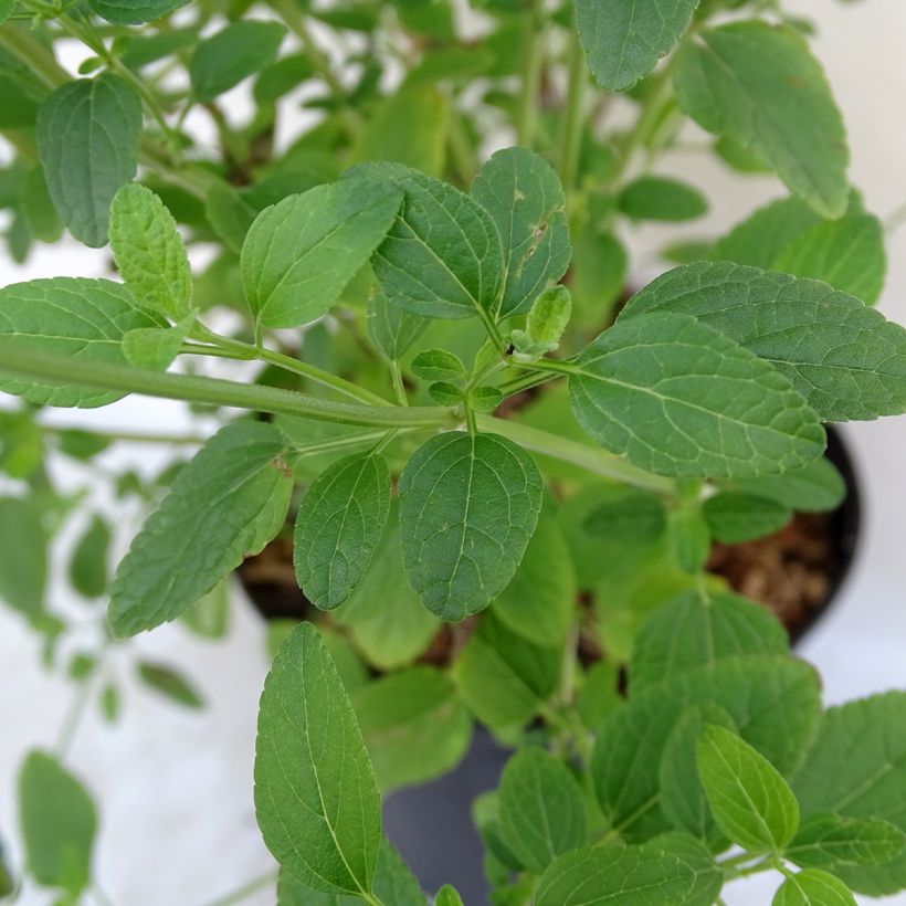 Salvia microphylla Pink Lips - Salvia arbustiva (Fogliame)