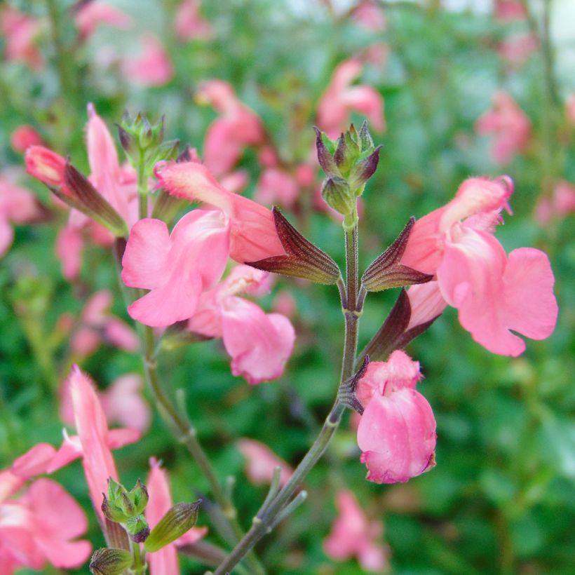 Salvia jamensis Pluenn - Salvia arbustiva (Fioritura)