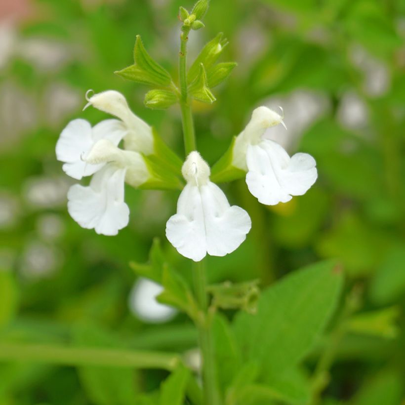 Salvia greggii Alba (Fioritura)