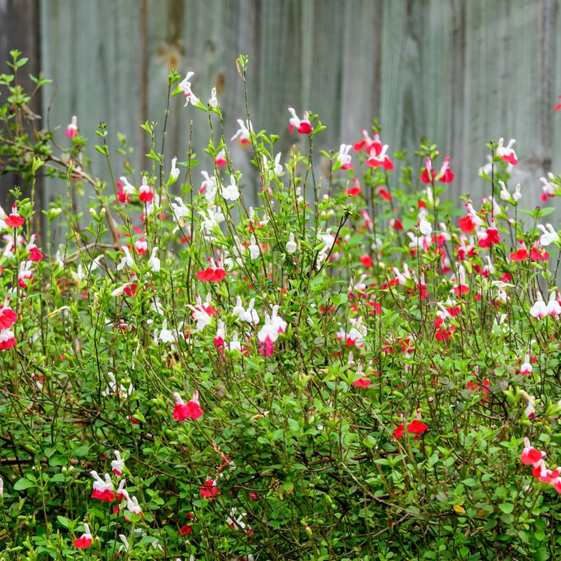 Salvia microphylla grahamii Hot Lips - Salvia arbustiva (Porto)