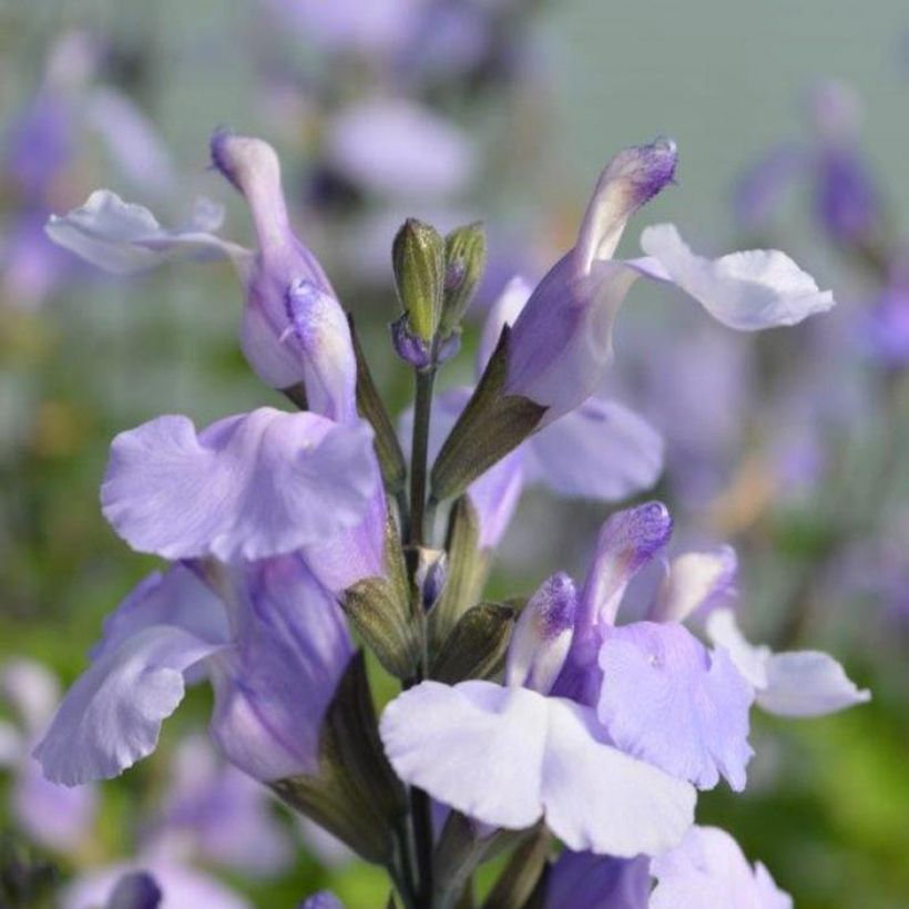 Salvia microphylla So Cool Pale Blue - Salvia arbustiva (Fioritura)