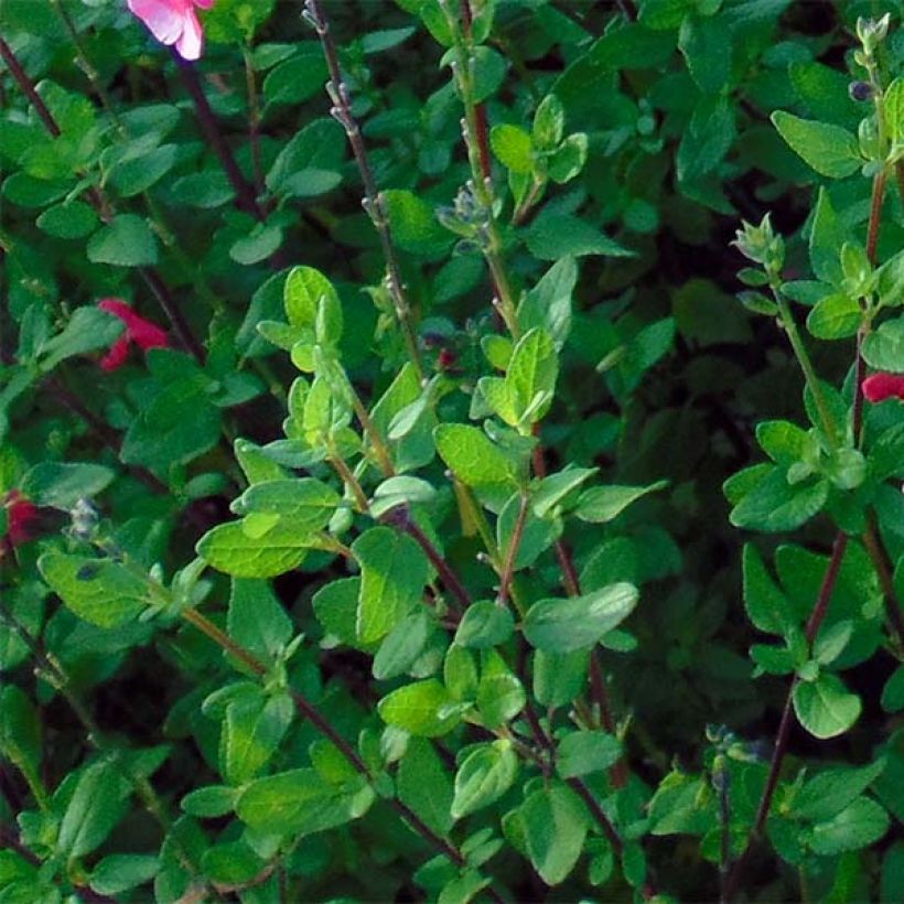 Salvia microphylla grahamii - Salvia arbustiva (Fogliame)