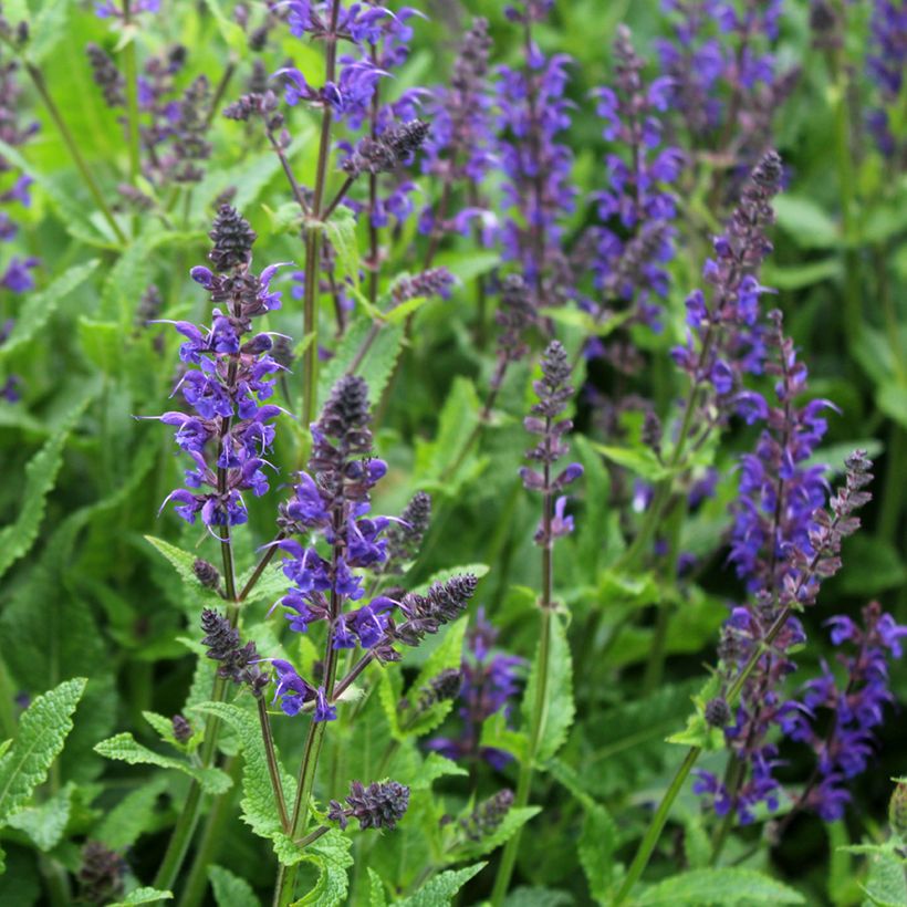 Salvia nemorosa Viola Klose (Fioritura)