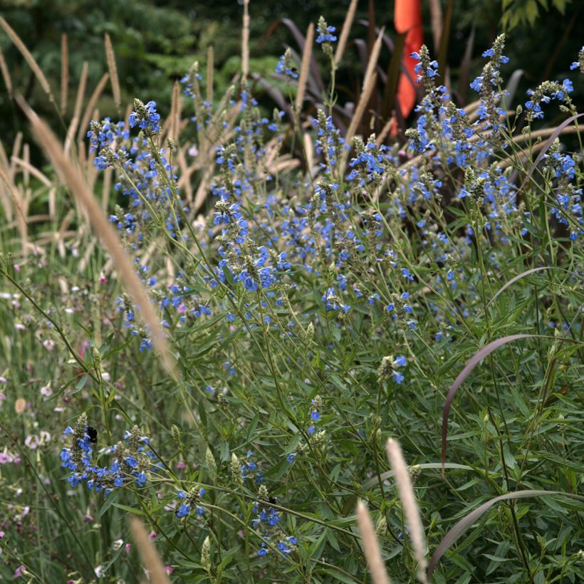 Salvia uliginosa - Salvia delle paludi (Porto)