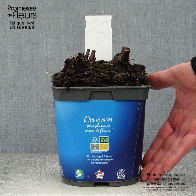 Sauge des marais - Salvia uliginosa en pot de 2L/3L esemplare consegnato in inverno