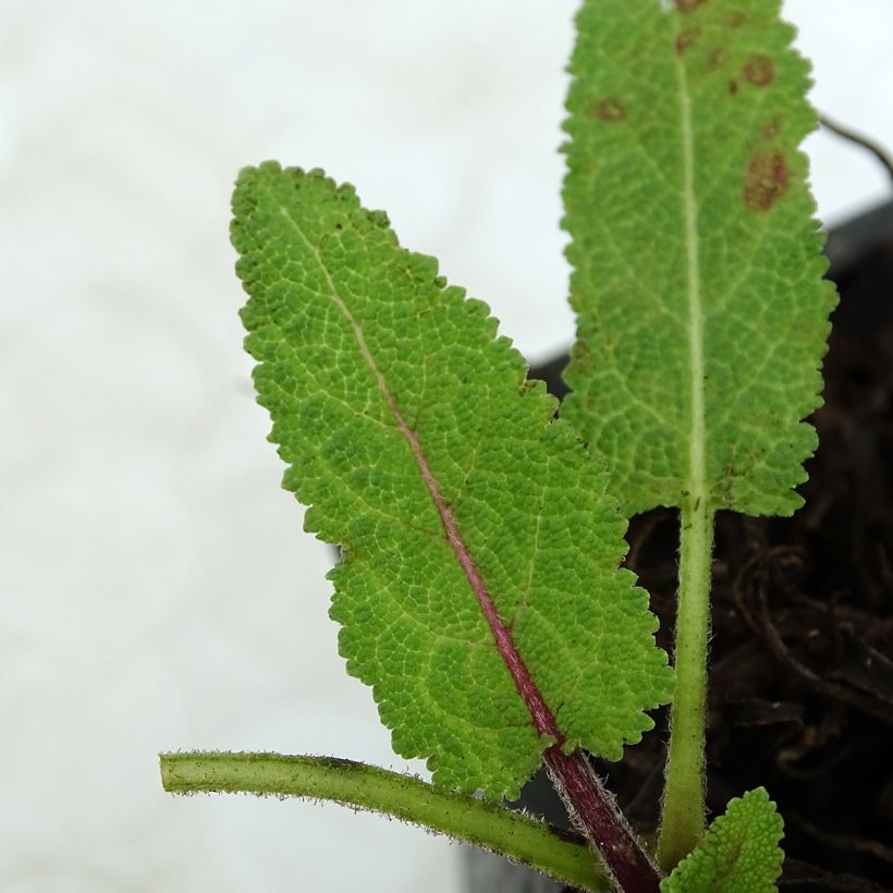 Salvia pratensis Pink Delight - Salvia dei prati (Fogliame)