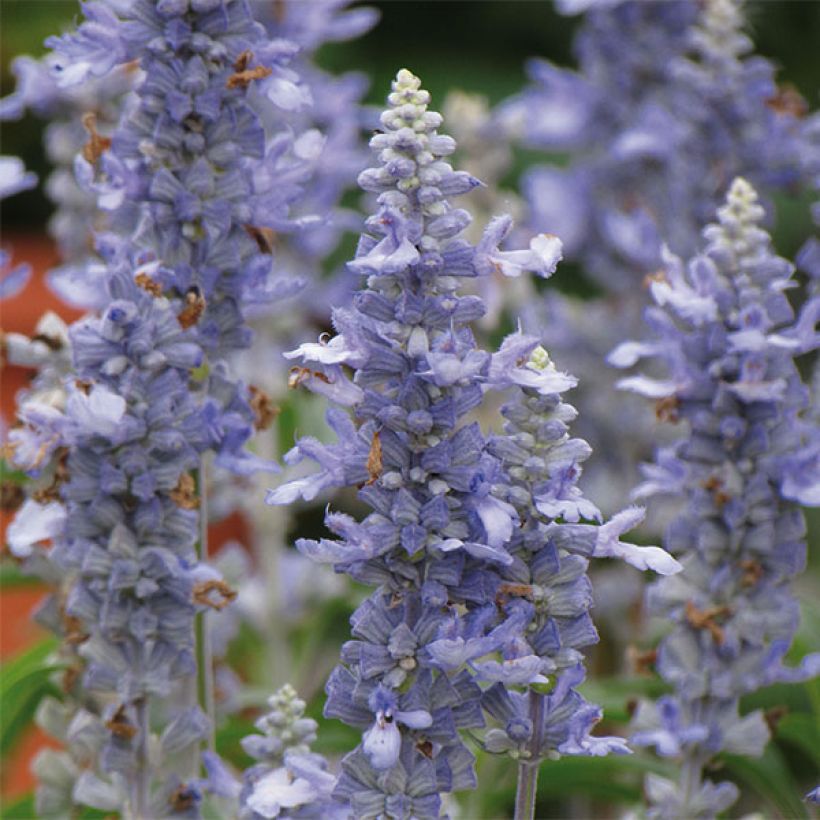 Salvia farinacea Sallyfun Sky Blue (Fioritura)