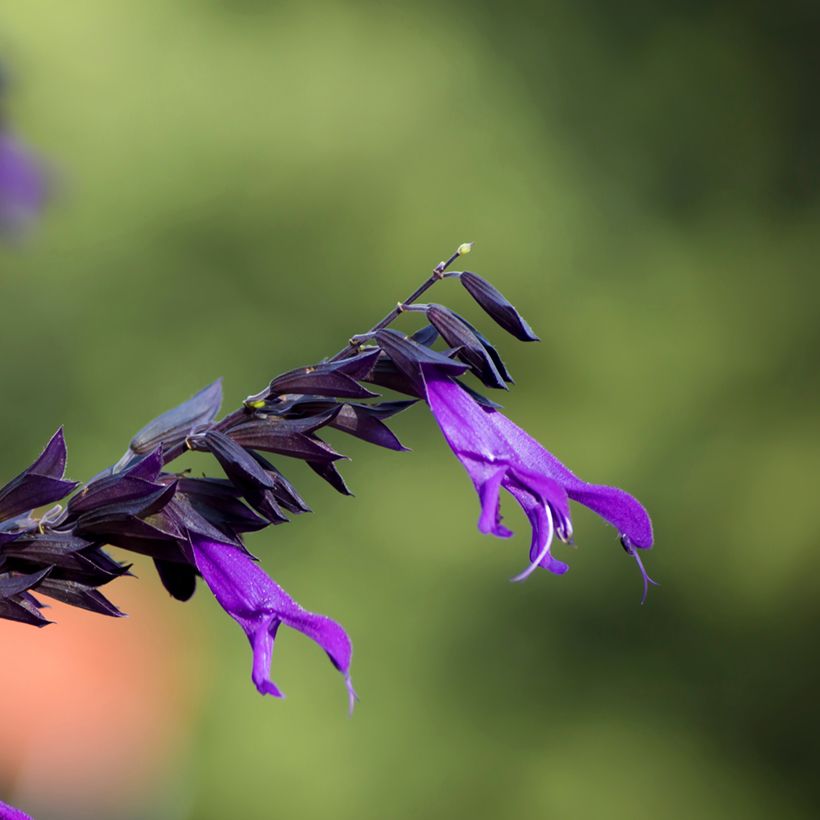 Salvia guaranitica Amistad violet (Fioritura)