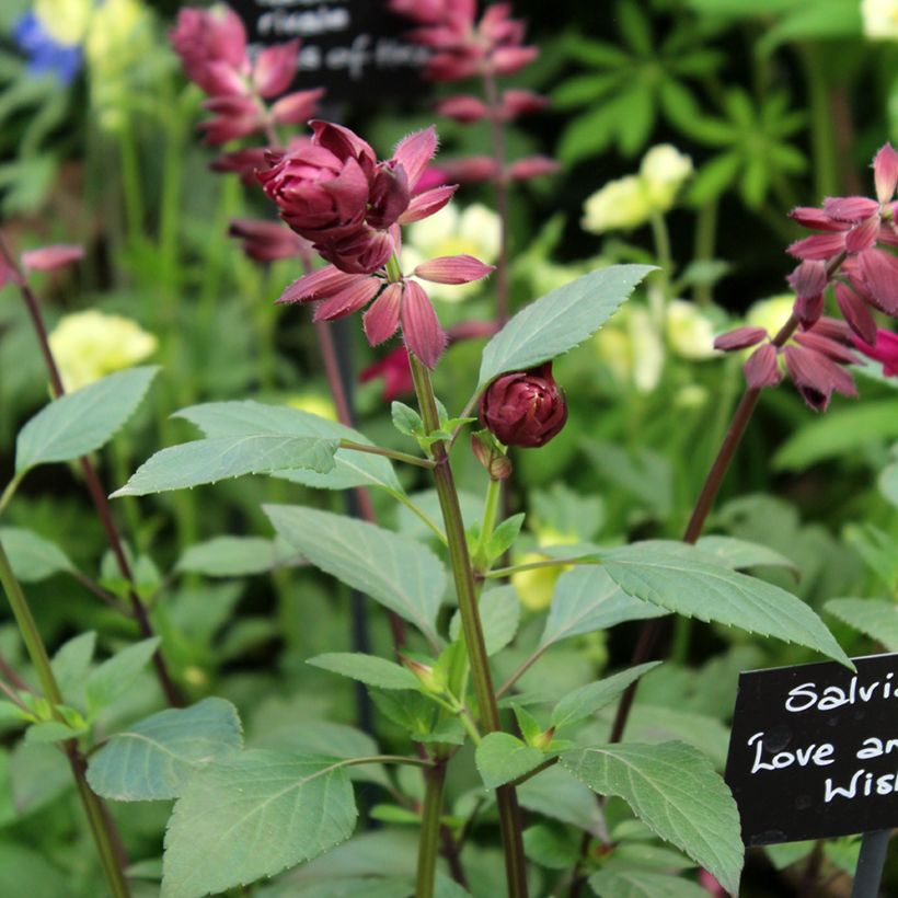 Salvia buchananii Love and Wishes (Fioritura)