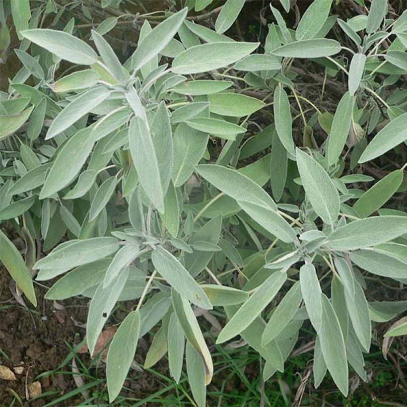 Salvia officinalis - Salvia comune (Fogliame)