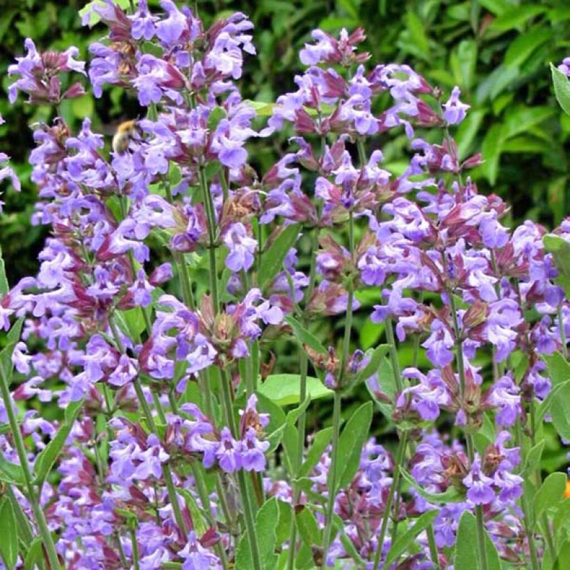 Salvia officinalis - Salvia comune (Fioritura)