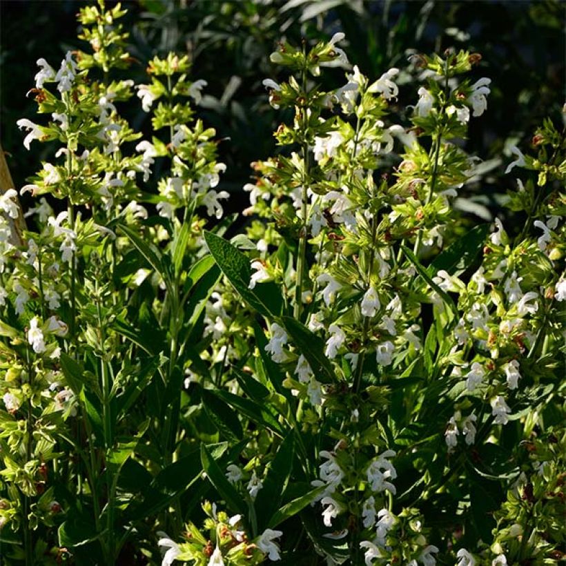 Salvia officinalis Albiflora - Salvia comune (Porto)