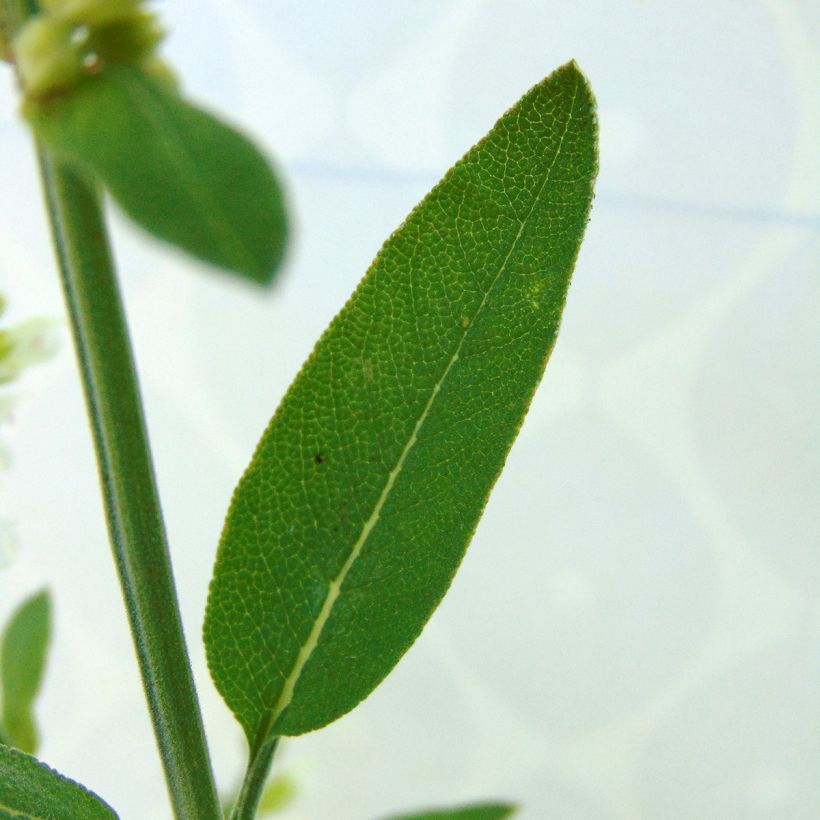 Salvia officinalis Albiflora - Salvia comune (Fogliame)