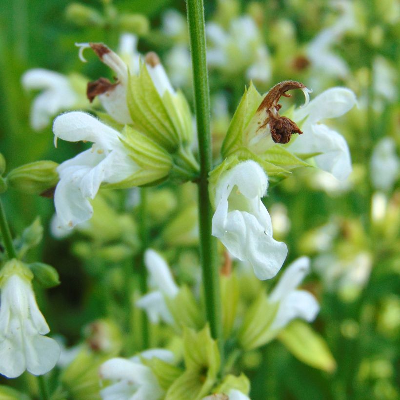 Salvia officinalis Albiflora - Salvia comune (Fioritura)