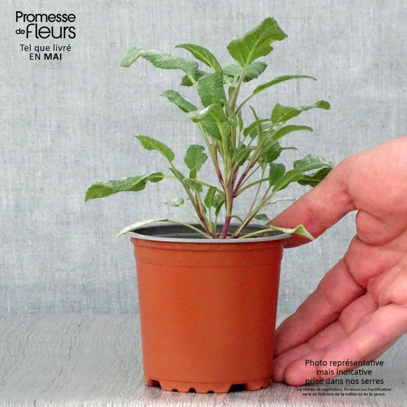 Sauge officinale Grower's Friend en plants Pot de 10/11cm esemplare consegnato in primavera