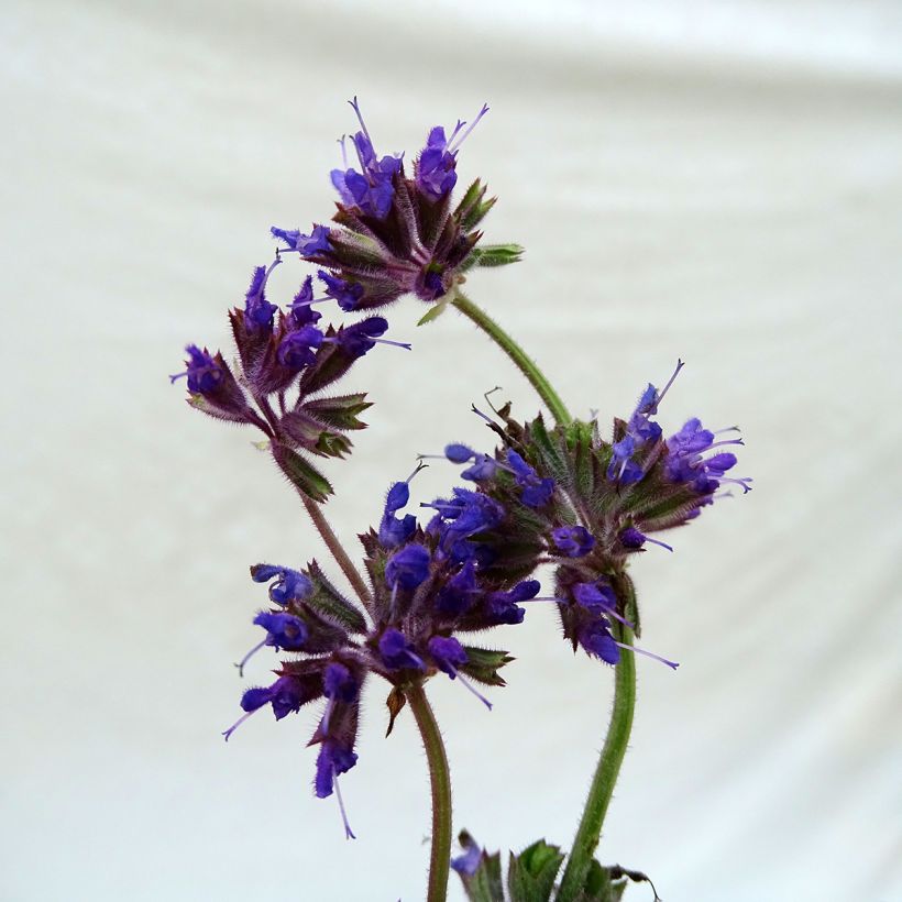 Salvia verticillata Purple Rain - Salvia spuria (Fioritura)