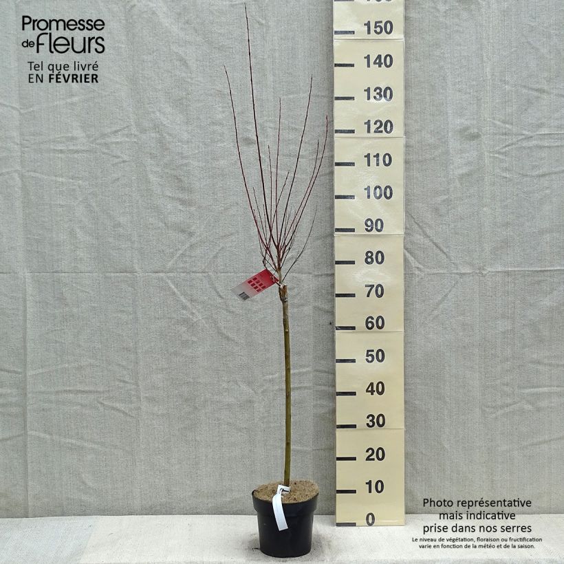 Saule crevette - Salix integra Flamingo sur tige en pot de 2L/3L esemplare consegnato in inverno