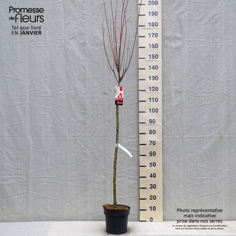 Saule crevette - Salix integra Flamingo sur tige en pot de 4L/5L esemplare consegnato in inverno