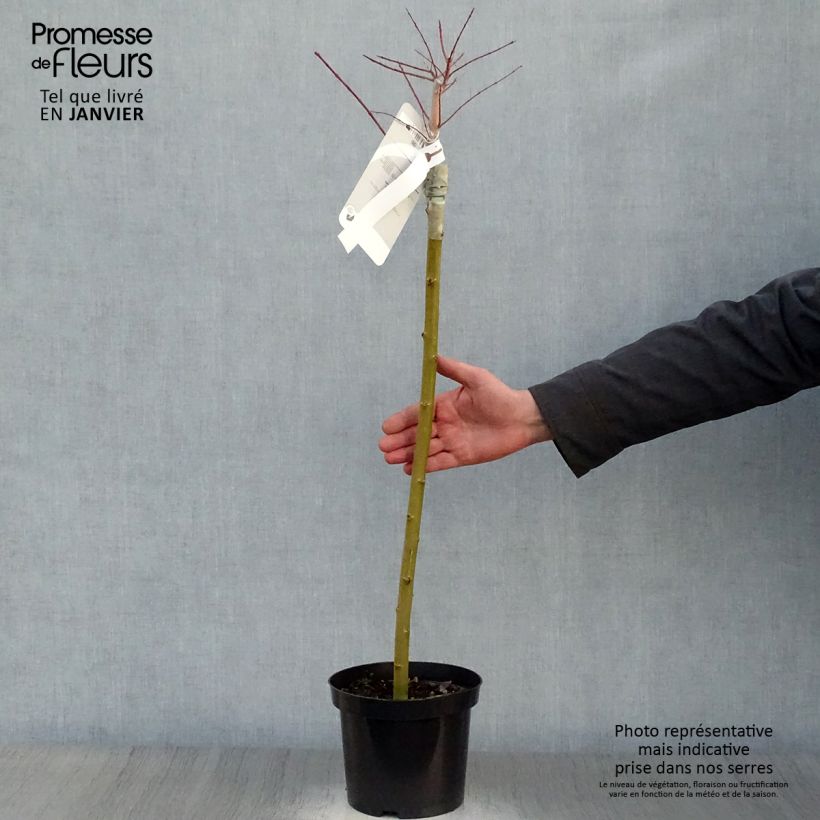 Saule crevette - Salix integra Hakuro-Nishiki pot de 2L/3L sur tige esemplare consegnato in inverno