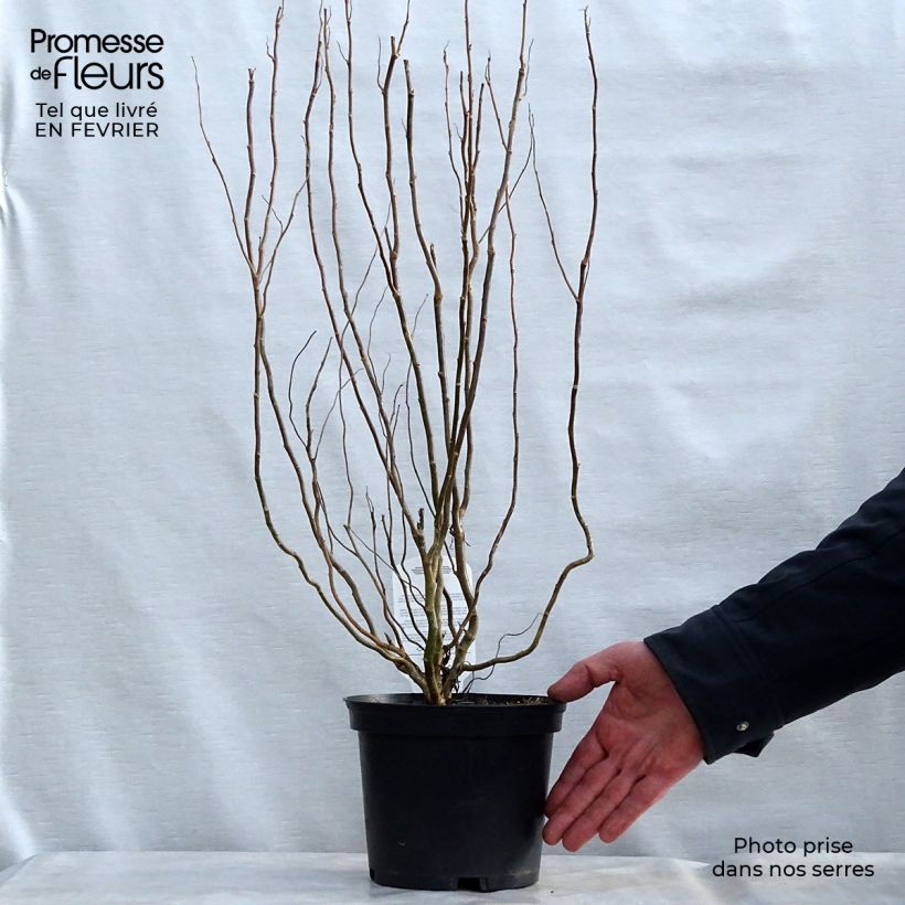 Saule de Pékin tortueux - Salix matsudana (babylonica) Tortuosa 30/40cm en pot de 2/3L esemplare consegnato in inverno