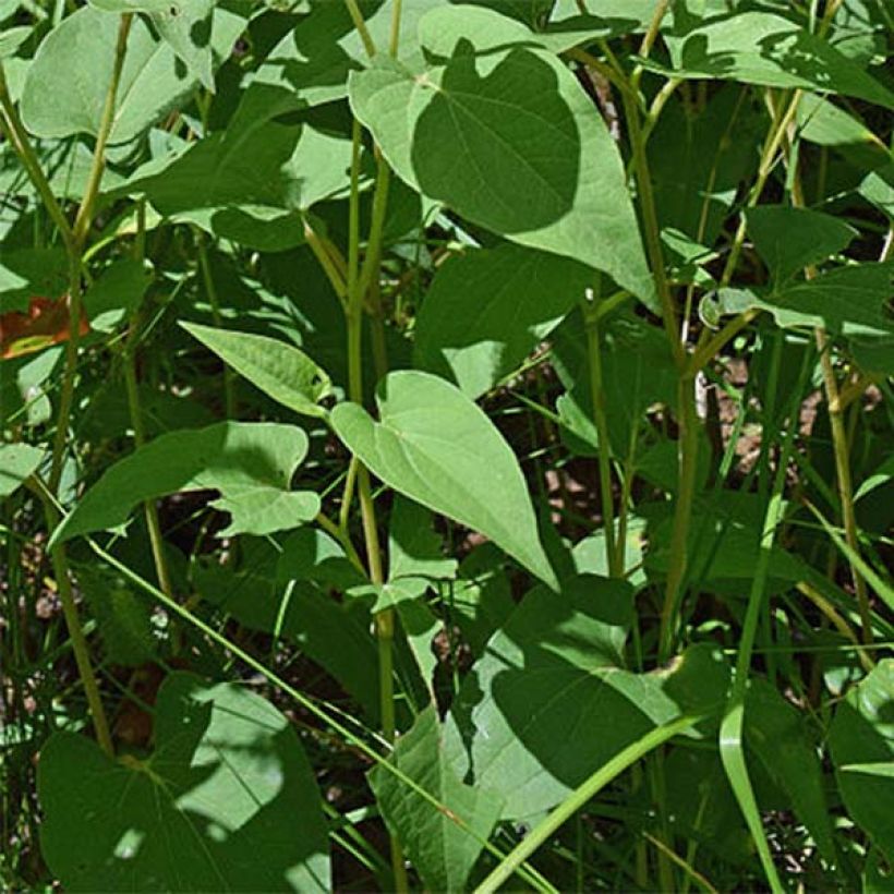 Saururus cernuus - Coda di lucertola (Fogliame)