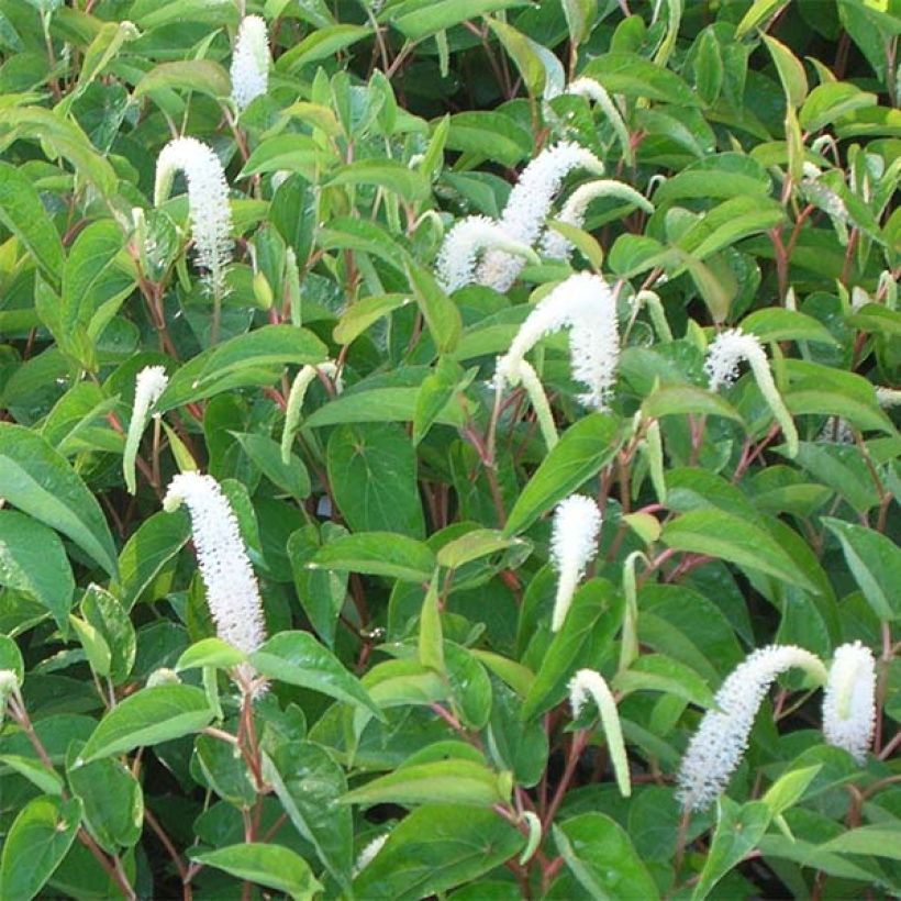 Saururus cernuus - Coda di lucertola (Fioritura)