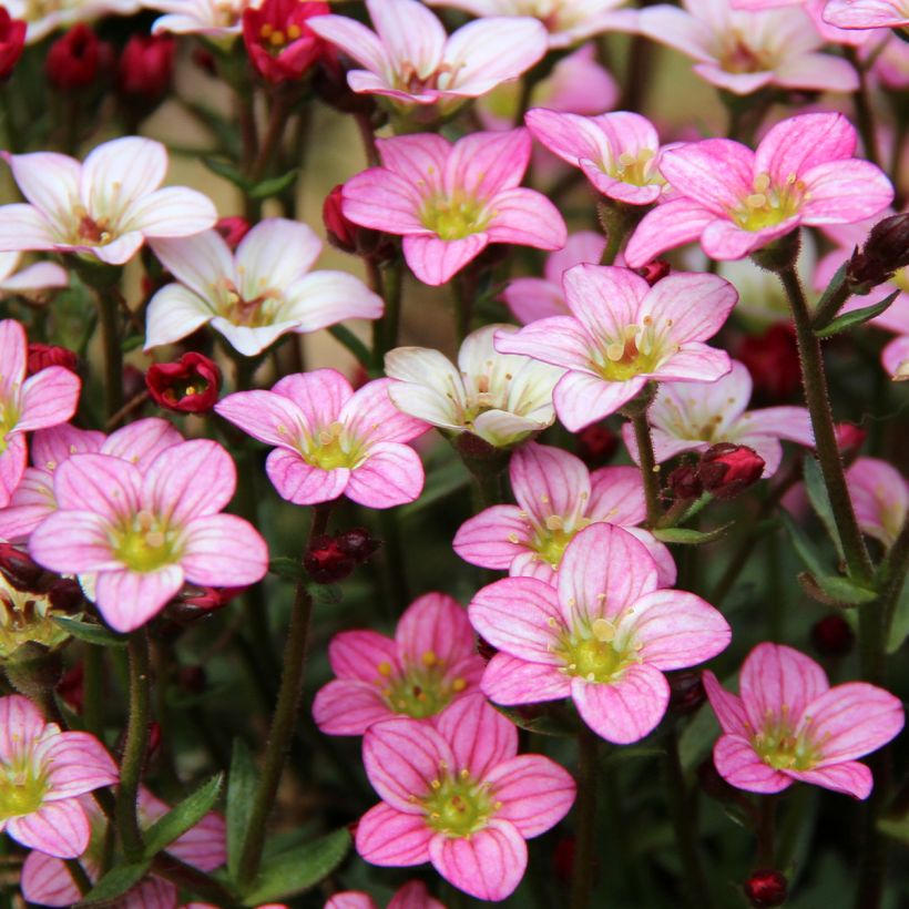 Saxifraga Irish (Fioritura)