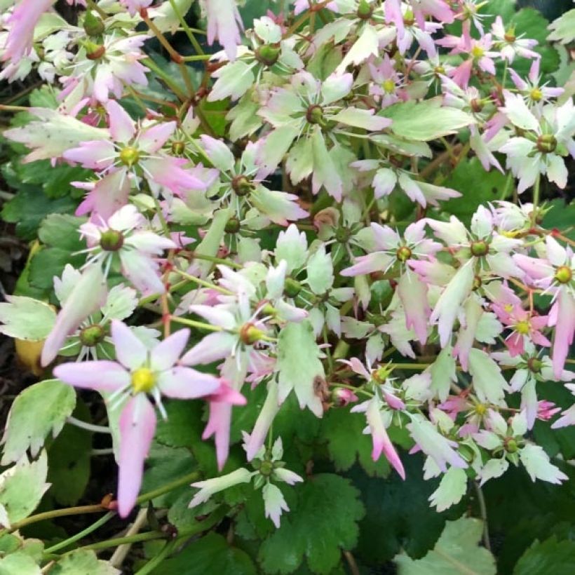 Saxifraga OPERA Lakmé (Fioritura)