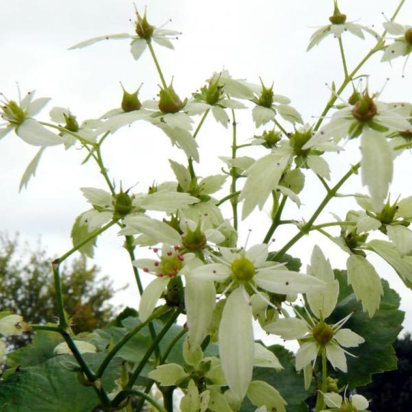 Saxifraga OPERA Orpheus (Fioritura)