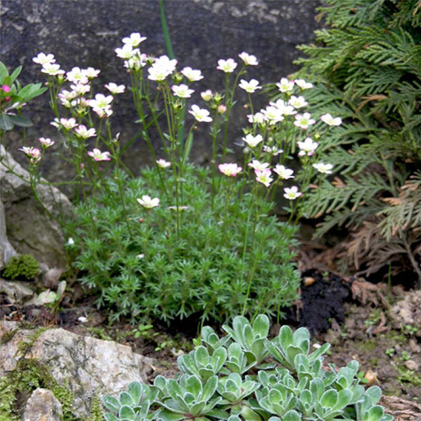 Saxifraga arendsii Adebar - Sassifraga (Fioritura)