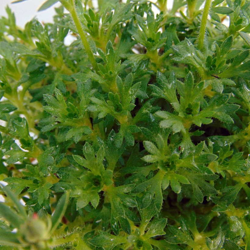 Saxifraga arendsii Adebar - Sassifraga (Fogliame)