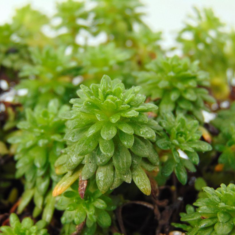 Saxifraga arendsii Peter Pan - Sassifraga (Fogliame)