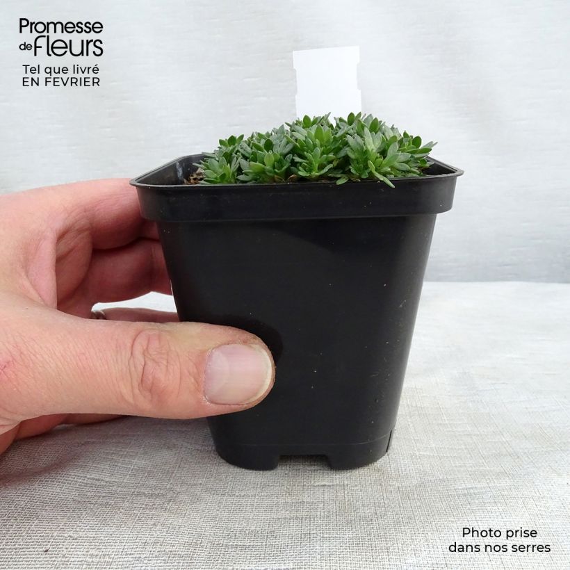 Saxifraga arendsii Peter Pan - Saxifrage mousse Godet de 9cm esemplare consegnato in inverno