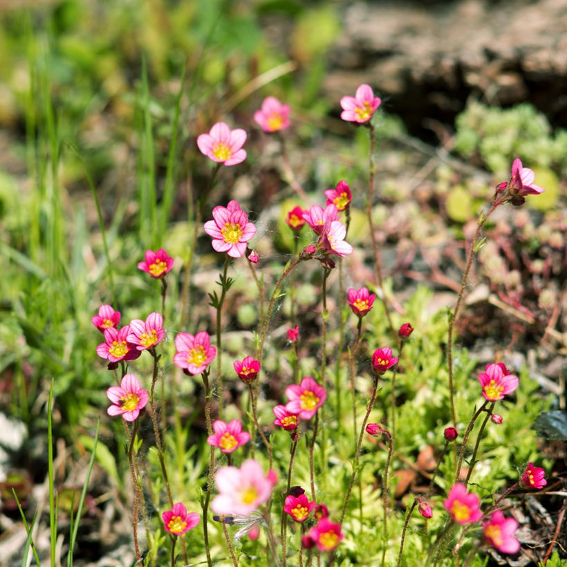 Saxifraga arendsii Peter Pan - Sassifraga (Porto)