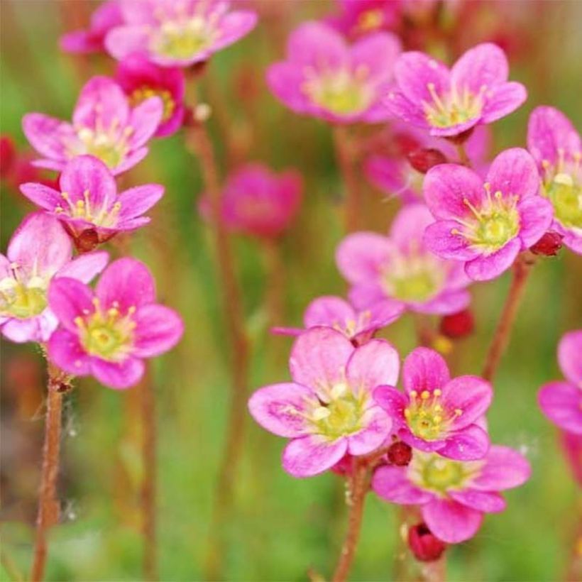 Saxifraga arendsii Purpurteppich - Sassifraga (Fioritura)