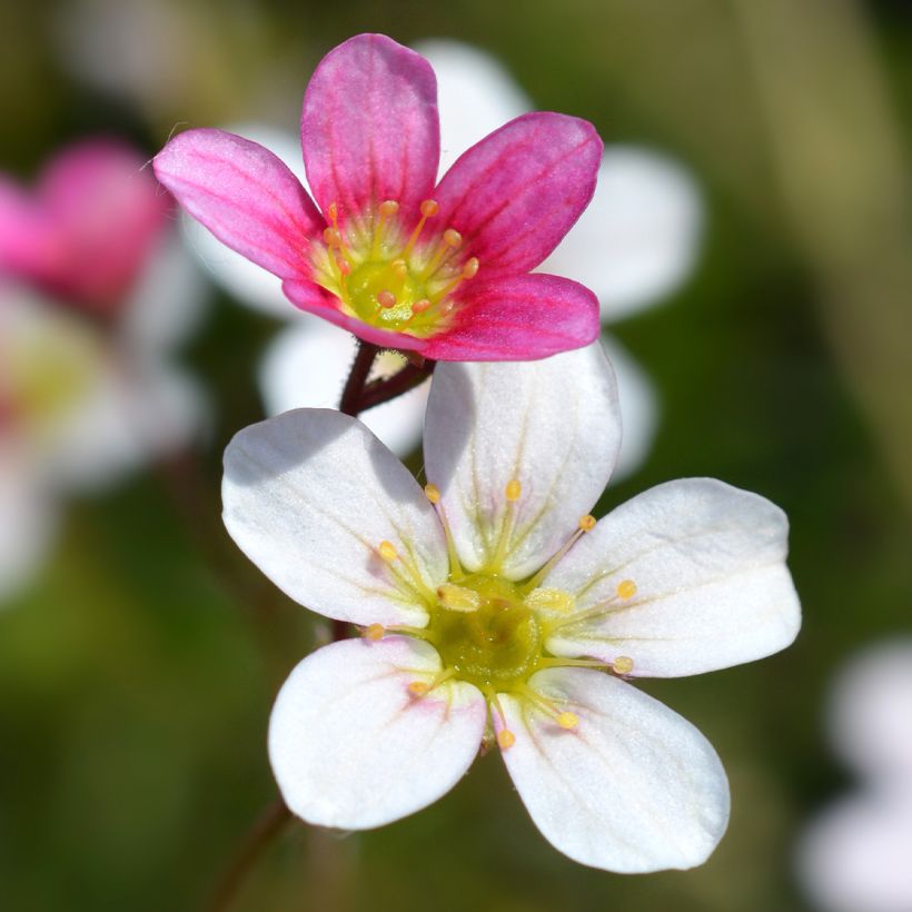 Saxifraga arendsii Ware's Crimson - Sassifraga (Fioritura)