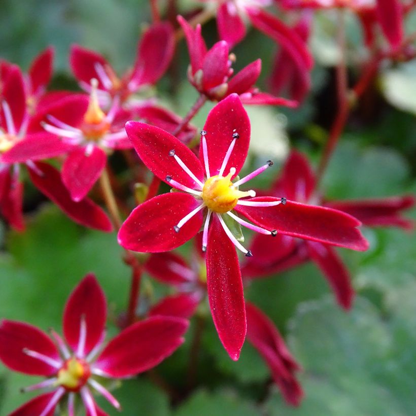 Saxifraga fortunei Beni Tsukasa - Sassifraga (Fioritura)