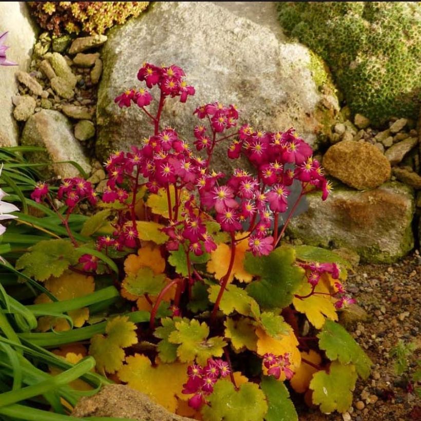 Saxifraga fortunei Gokka - Sassifraga (Porto)