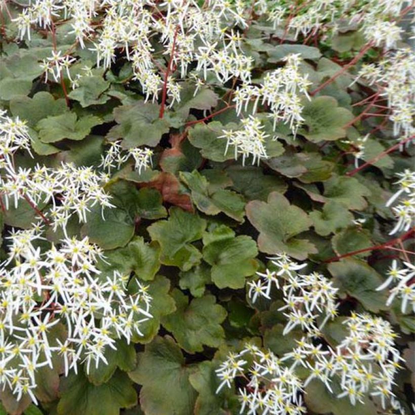 Saxifraga fortunei Wada - Sassifraga (Fogliame)