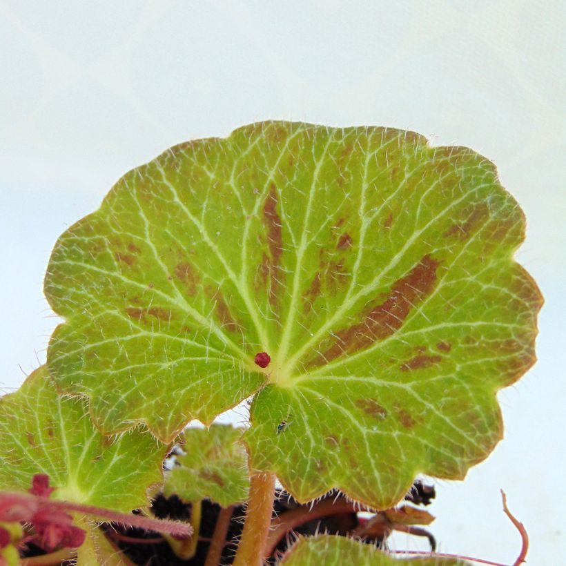 Saxifraga stolonifera Cuscutiformis (Fogliame)