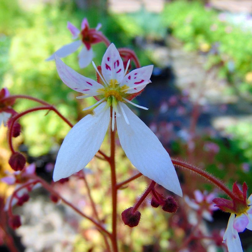 Saxifraga stolonifera Cuscutiformis (Fioritura)