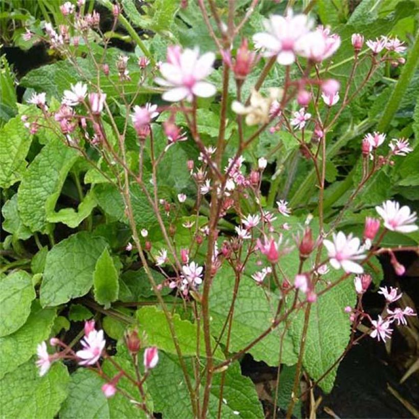 Saxifraga umbrosa Clarence Elliott - Sassifraga ombrosa (Fioritura)