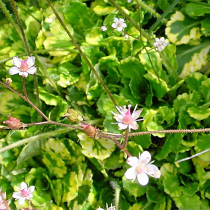 Saxifraga umbrosa Variegata - Sassifraga (Fogliame)