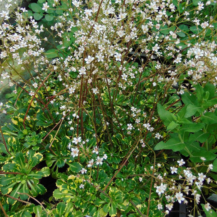 Saxifraga umbrosa Variegata - Sassifraga (Porto)