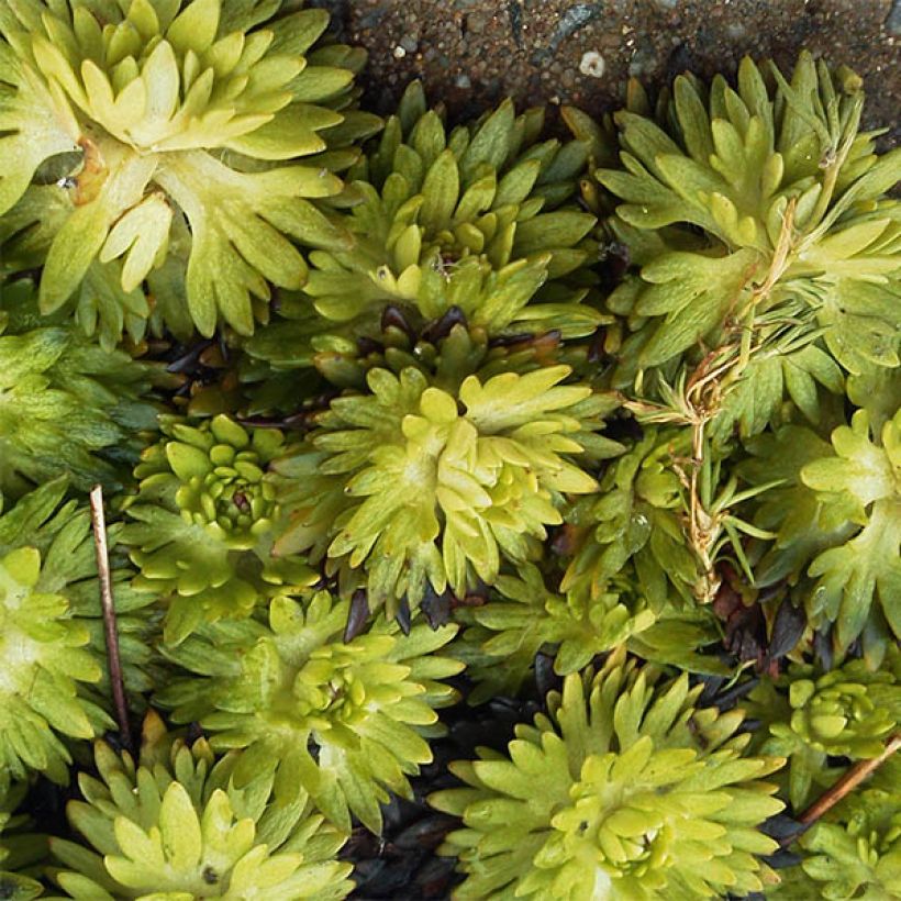 Saxifraga arendsii Pixie - Sassifraga (Fogliame)