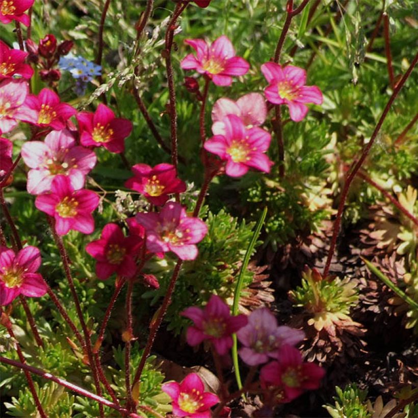 Saxifraga arendsii Pixie - Sassifraga (Fioritura)