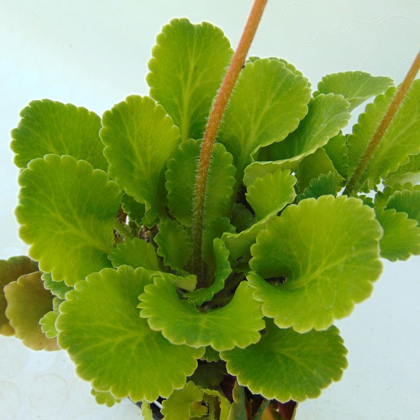 Saxifraga urbium - Sassifraga (Fogliame)