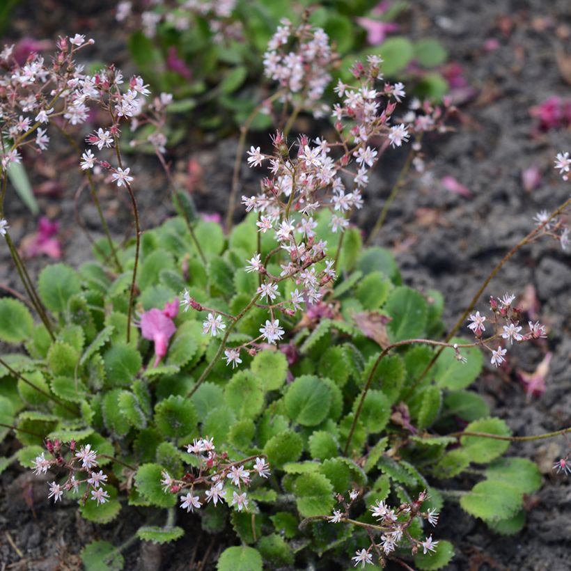 Saxifraga urbium - Sassifraga (Porto)