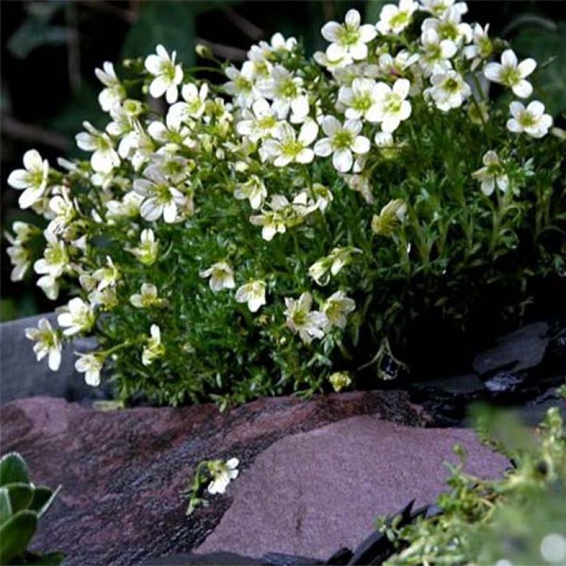 Saxifraga arendsii Pixie White - Sassifraga (Porto)